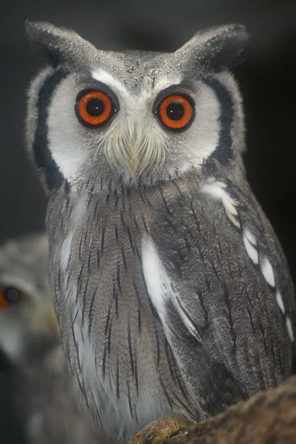 Owls With Stupid Expressions On Their Faces A Gallery On Flickr