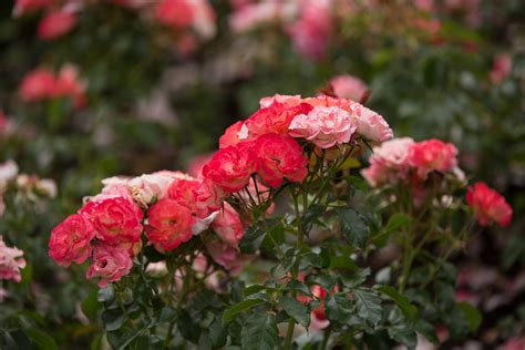 Rose Planting Guide for Fall | Easy Elegance