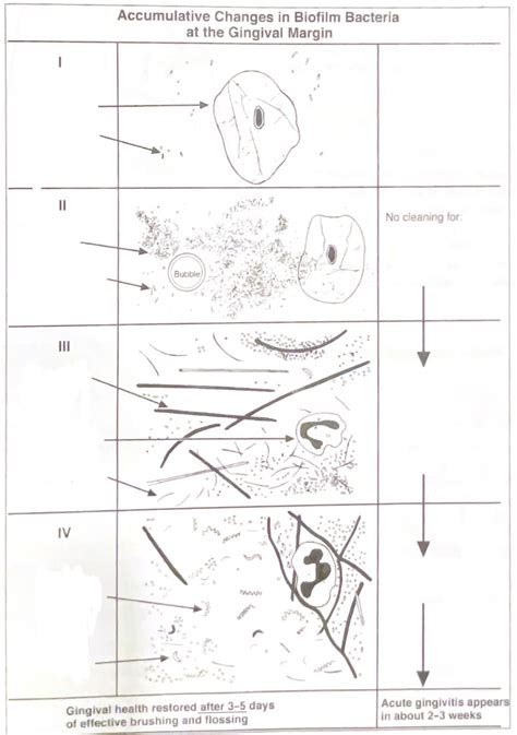 Chapter 17 Figure 17-2 Diagram | Quizlet 