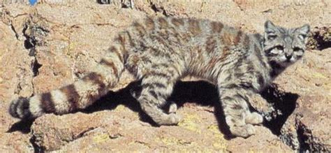 El Gato Lince Un Cazador Solitario Que Desaf A A La Naturaleza Mascotas