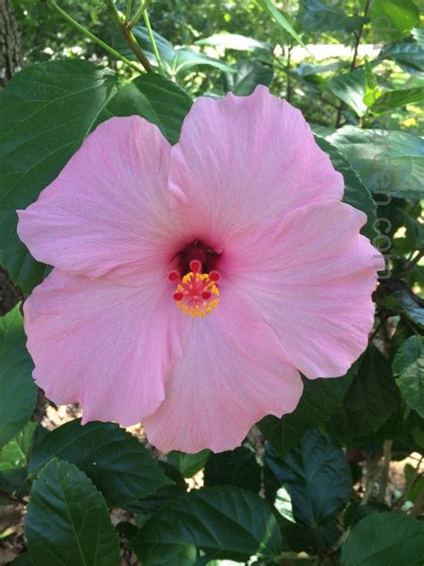 Plantfiles Pictures Tropical Hibiscus Seminole Pink Hibiscus Rosa Sinensis By Strever