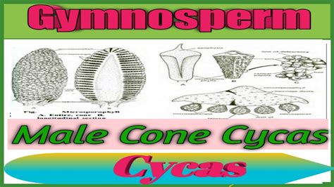 Male Cone Cycas Male Strobilus Cycas Reproduction Of Cycas Cycas