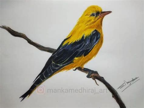 Pencil Colour Realistic Bird Drawing at ₹ 1500/sheet | Pencil Sketches ...