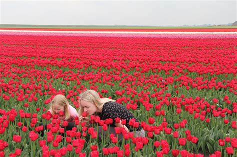 Jak I Kiedy Sadzi Tulipany Dekoportal Pl