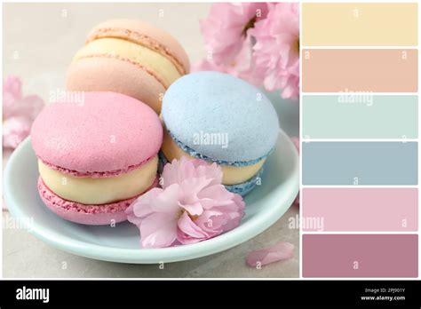 Color Palette And Delicious Macarons And Pink Flowers On Light Grey