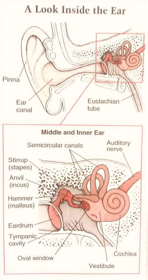 how the ear functions2 | How to Deal with Tinnitus