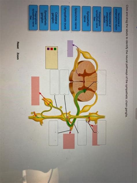 Solved Click And Drag The Labels To Identify The Neural