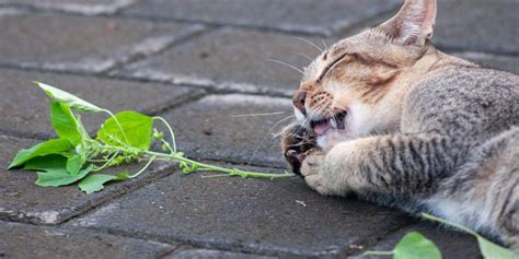 Is Silver Vine Good for Cats? Effects and Health Benefits - Cats.com