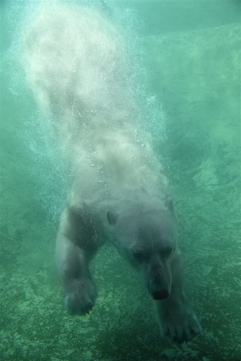 Polar Bear Diving Underwater Photograph by Ashley Swanson