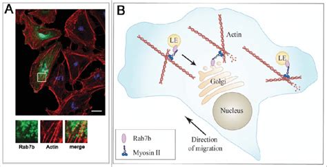 Rab B In Migrating Cells A A Confluent Monolayer Of Hela Cells That