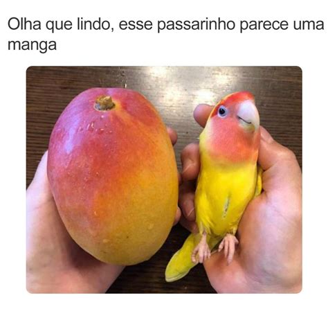 Na mudança embrulhe bem o mais importante Memes