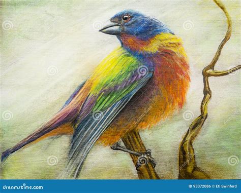 Painted Bunting Bird Pastel Art Stock Illustration Illustration Of