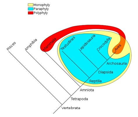 CONCEPTOS PSICOFISIOLOGIA Mind Map