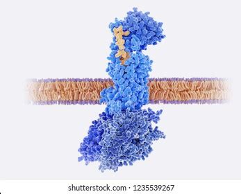 Calcitonin Gene Related Peptide Yellow Binds Stock Illustration ...