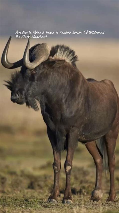 Black Wildebeest | Wildebeest, Beautiful creatures, Animal photography