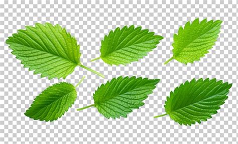 Premium Psd Collection Of Strawberry Leaves Isolated Transparent