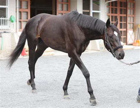 アイスグリーン、ハンデ56キロ＆得意の小回りコースで重賞初制覇を狙う／ラジオn賞 競馬 日刊スポーツ