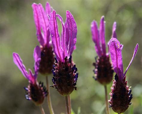 Lavendula Stoechas Kuiflavendel