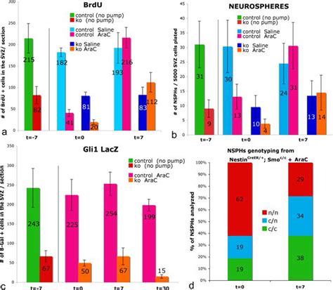 The Partial Replenishment Of The SVZ Stem Cell Niche In Knock Out Ko