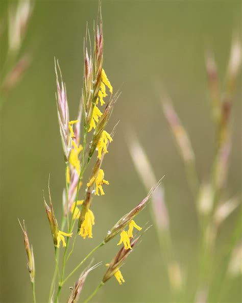 Bromus Mollis Bl Ht Weiche Trespe Bromus Hordeaceus C Flickr