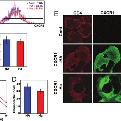 Cxcr1 Expression And Cellular Responses To Its Cognate Ligand Il 8 By