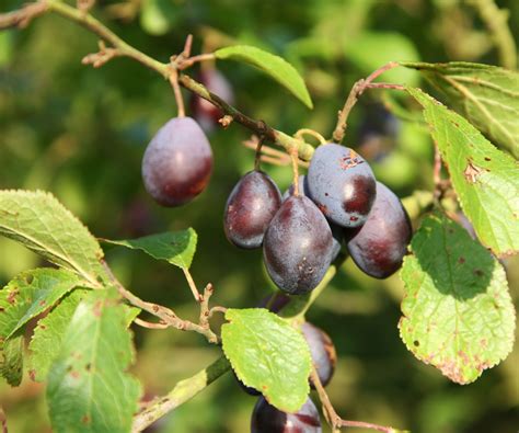 How to get a damson tree to fruit – 3 expert tips for…