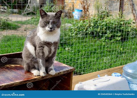 Poor Cat In An Odessa City Private Shelter Lost And Abandoned Cats Due