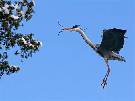 Heron Bird Flying - Free photo on Pixabay