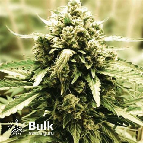 LSD Feminized Seeds (Bulk Seeds) - ELITE STRAIN | Cannabis Seeds Canada