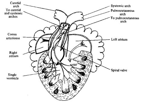 Frog Heart Diagram Back View