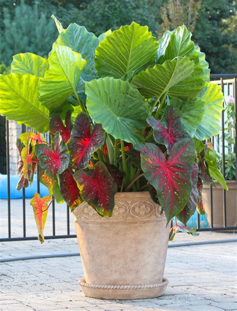 Elephant Ears Late Summer Fireworks For Pots And Planters Longfield