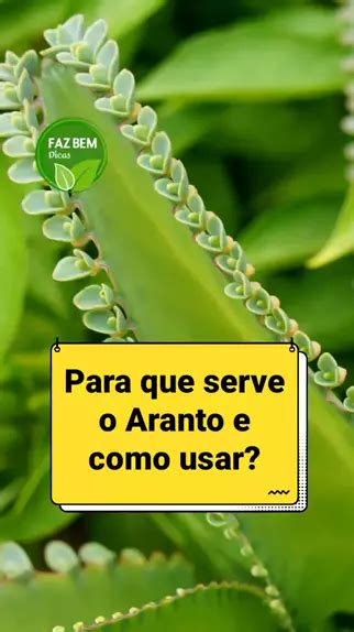 Para Que Serve O Aranto E Usar