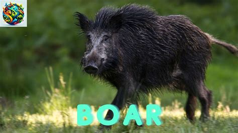 boar hostile ancestor  domestic pigs
