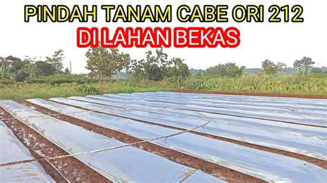 PINDAH TANAM CABE DI LAHAN BEKAS YouTube