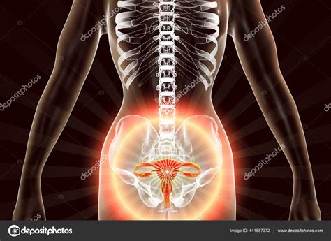 Female Reproductive System Anatomy 3d