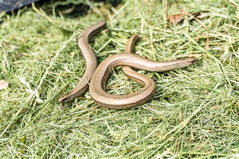 170+ Slow Worm Uk Stock Photos, Pictures & Royalty-Free Images - iStock