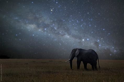 "Elephant Under The Stars" by Stocksy Contributor "Paul Tessier" - Stocksy