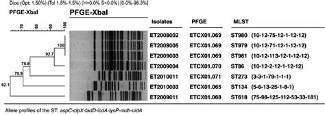 Xbai Pfge Dendrogram With The Corresponding Mlst Sequence Types Of The