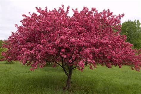 Nu vrei Pândi analogie crabapple decorative leaf miam pierdut directia ...