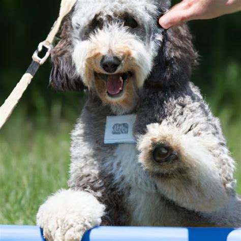 Aussiedoodle (Australian Shepherd + Poodle) Training: Unlocking the Potential of Your Furry ...