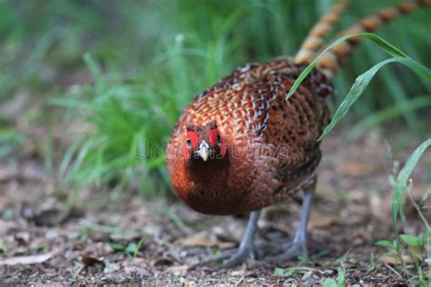 Copper Pheasant Male in Japan Stock Image - Image of beautiful, copper: 116532951