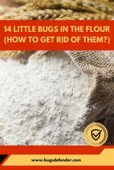 14 Little Bugs in the Flour (How to Get Rid of Them?)