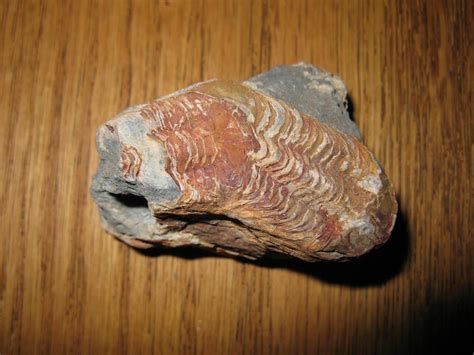 marine fossils - The Fossil Forum