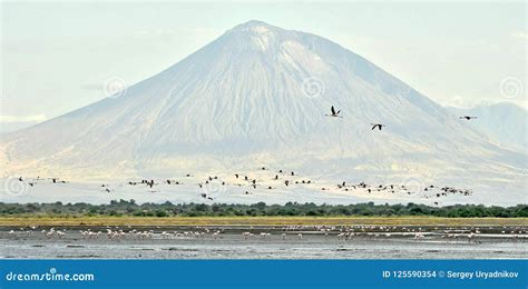 Flamingos Fly Over the Lake Natron. Stock Photo - Image of minor ...