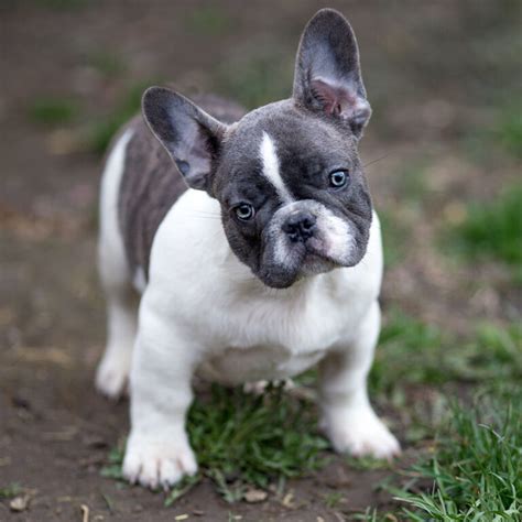 French bulldog puppy care guide - French Bulldog Breed