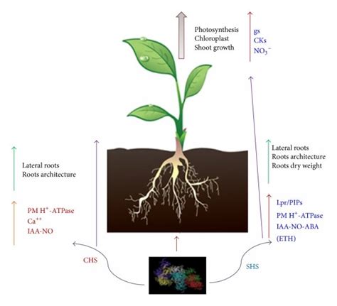 Main Hormonal Related Signaling Pathways Affected By Humic Substances