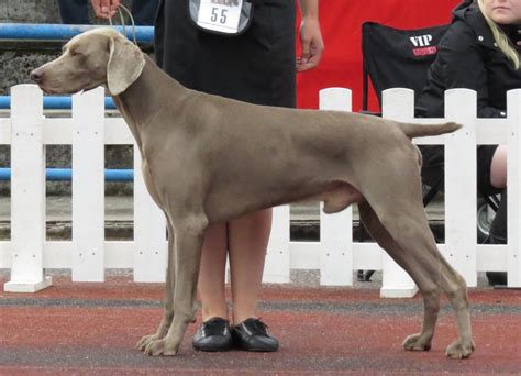 Dónde está prohibido el Braco de Weimar Blog de ADOPTA un Animal