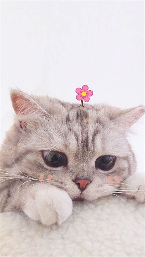 71 Wallpaper Kucing Yang Cantik free Download - MyWeb