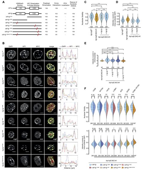 Restoring Nucleolar Defects In Hp Deficient Escs A Schematic