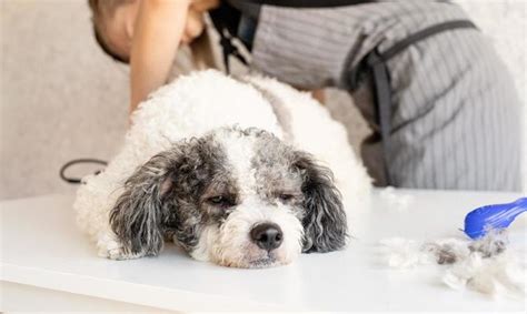 Dog Grooming Stock Photos, Images and Backgrounds for Free Download